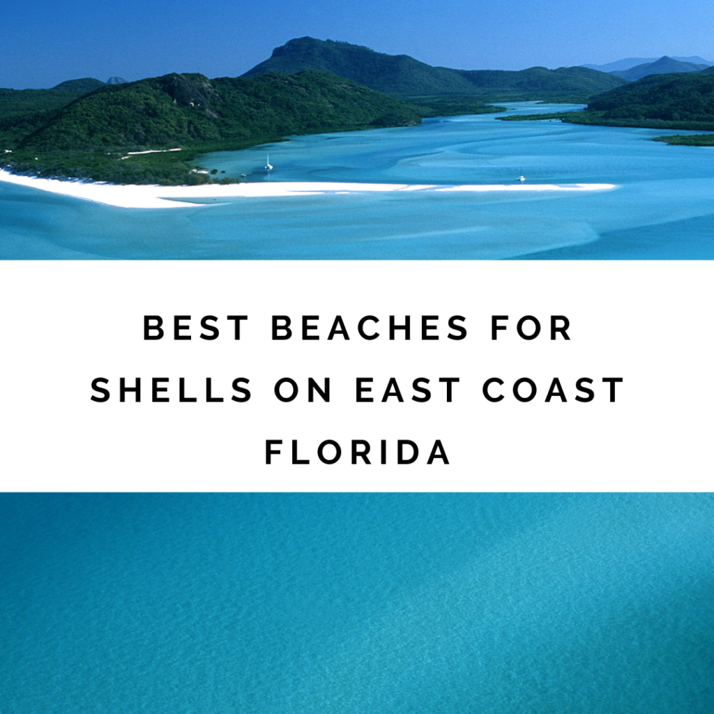 Best beaches for shells on East Coast Florida