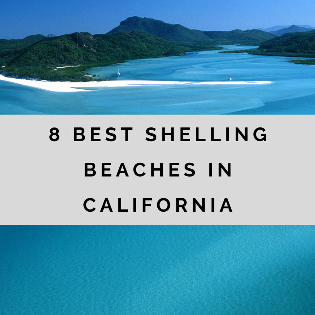 Best shelling beaches in California