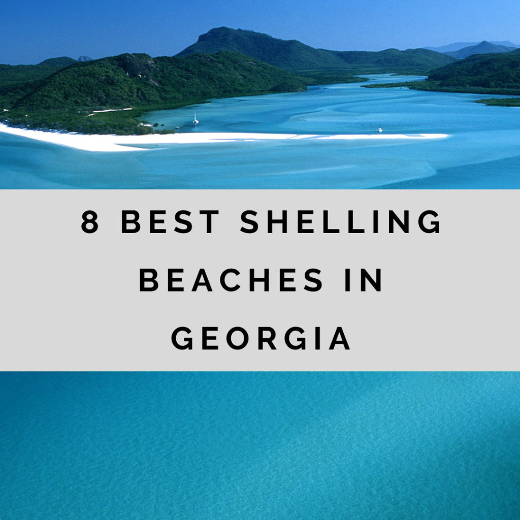 BesT shelling beaches in Georgia