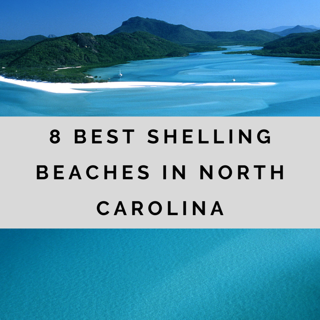 Best shelling beaches in North Carolina