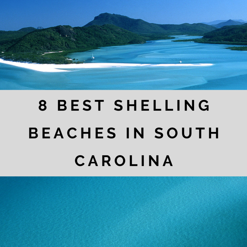Best shelling beaches in South Carolina