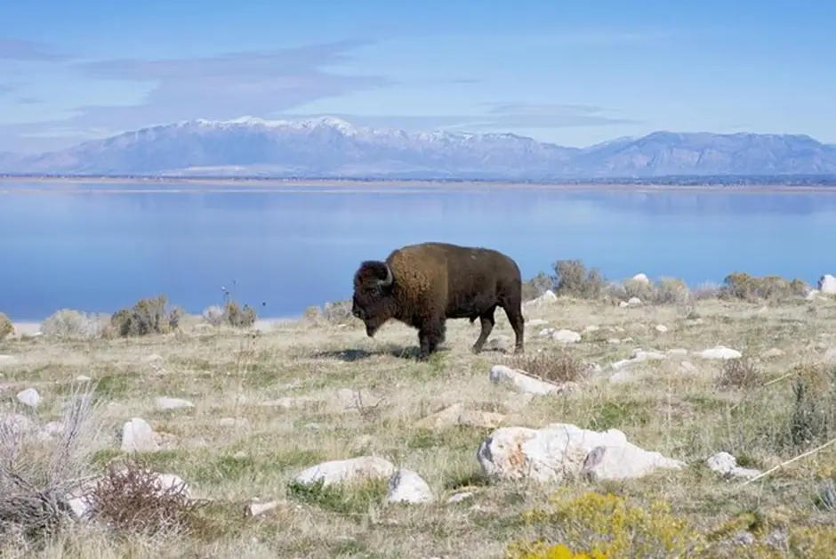 Antelope Island in Salt Lake City