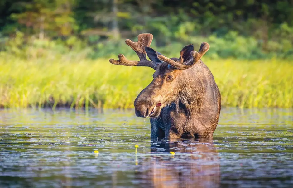 Amazing Nature and Wildlife in Maine