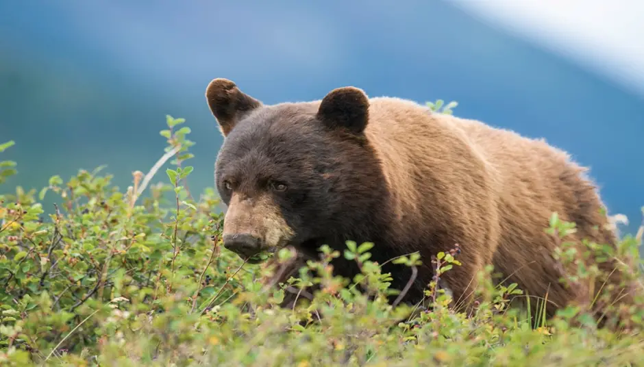 Famous things Montana is known for