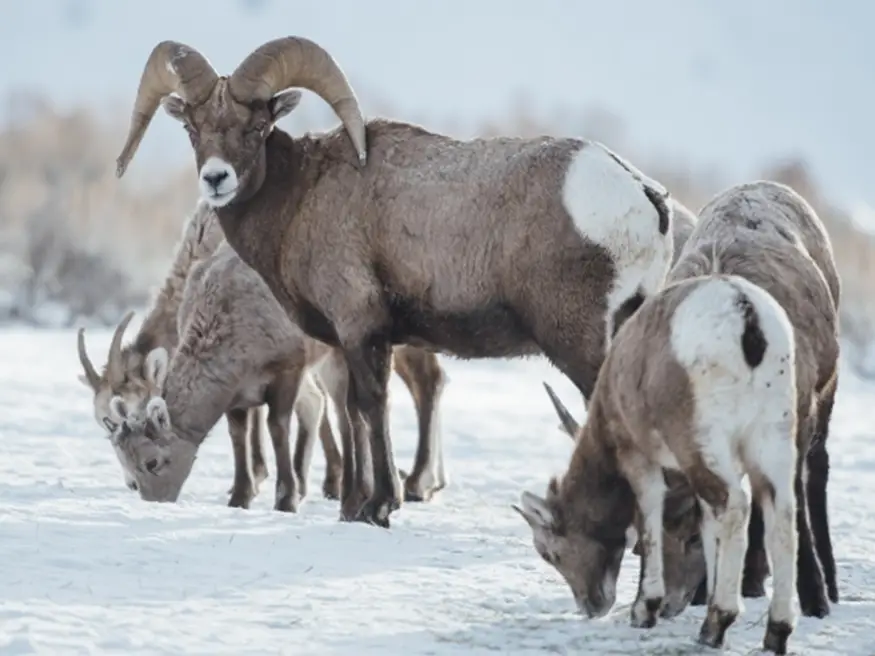 Montana Bighorn Sheep