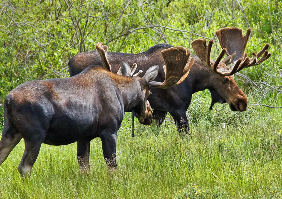 Montana Moose Image