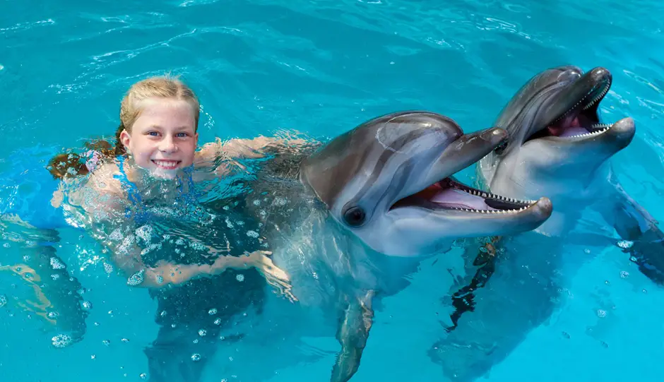 Swimming with Dolphins in Florida