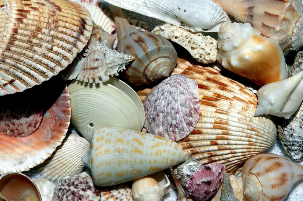 Best beaches for shells on East Coast Florida