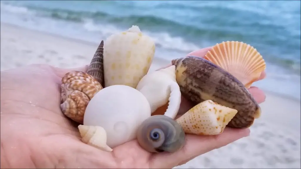 Best beaches for shells on East Coast Florida
