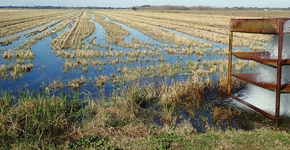 2. The Decline of Louisiana’s Agricultural Sector