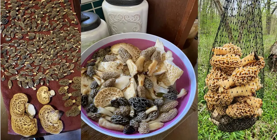 Search for mushrooms