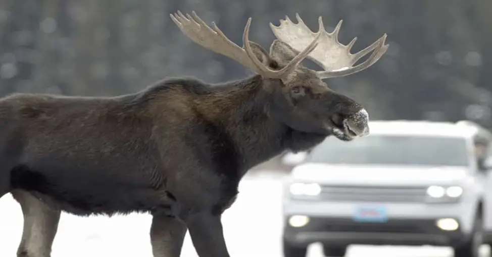 Moose Collisions