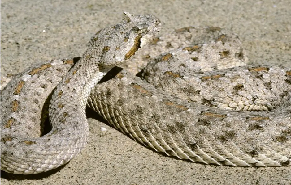 6. Wildlife and Venomous Creatures