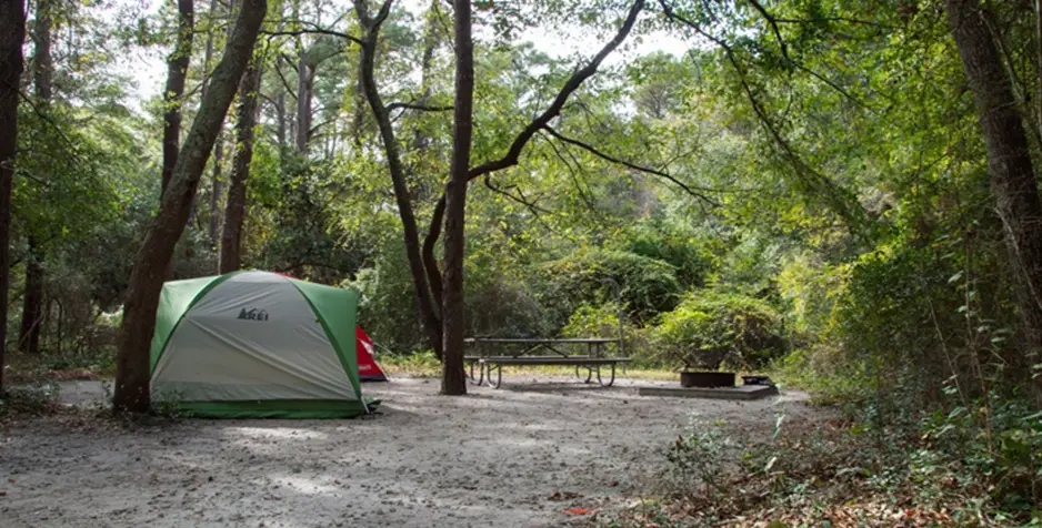 1. Carolina Beach State Park, Nestled near Wilmington