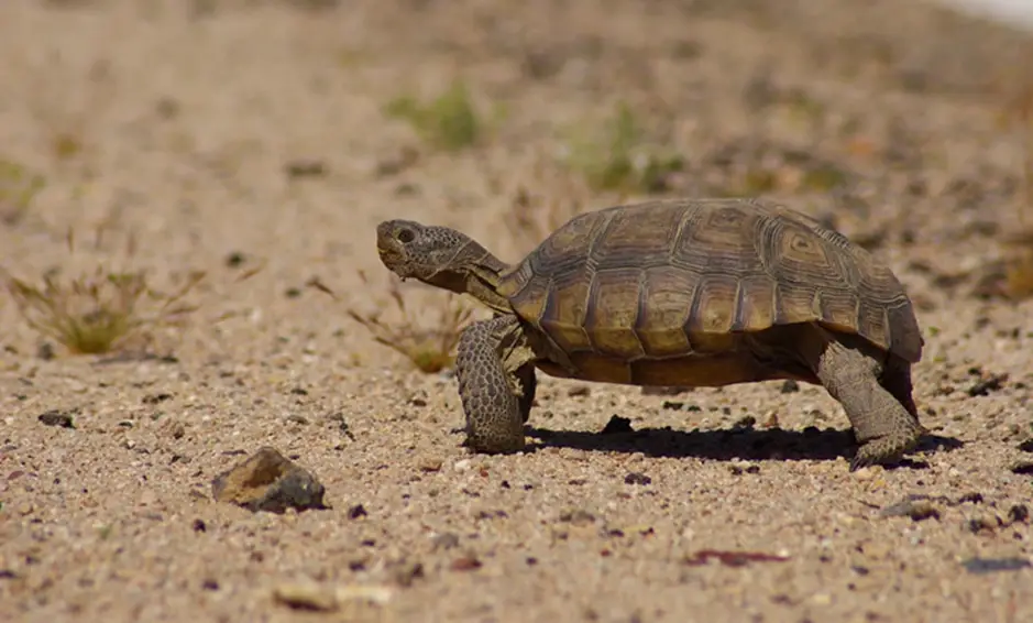 5. Visit Desert Tortoise Natural Area