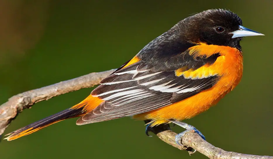 2. Maryland’s State Bird