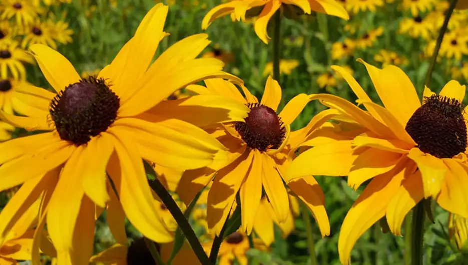 3. Maryland State Flower