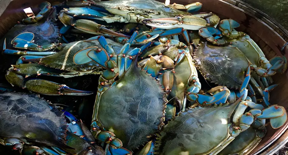 4. Maryland State Blue Crabs