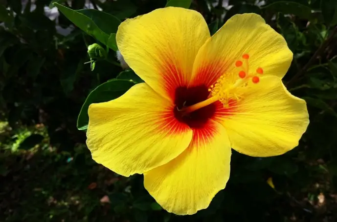Hawaii State Flower