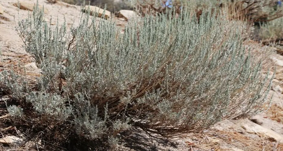 2. The Sagebrush State