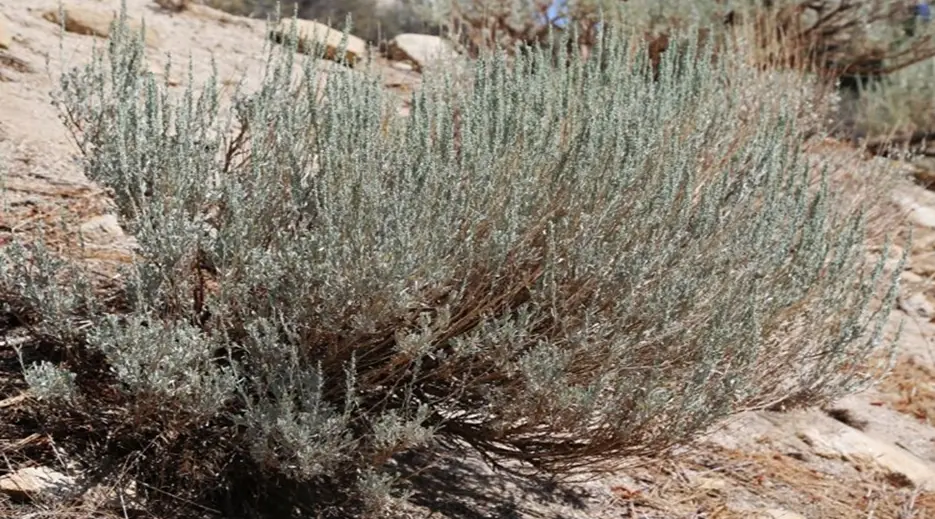 2. Nevada State Flower