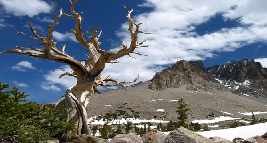 6. Great Basin National Park